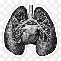 肺解剖学绘制心脏科学-心脏