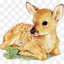 白尾鹿画幼夹艺术鹿