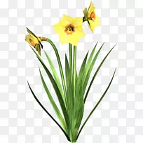 我孤零零地漫步，像一朵乌云，野水仙花，花瓣，郁金香花。