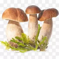 蘑菇(柯林斯宝石)柯林斯蘑菇混合胆固醇计数器(柯林斯宝石)宝石蘑菇和蟾蜍柯林斯宝石15分钟瑜伽蘑菇