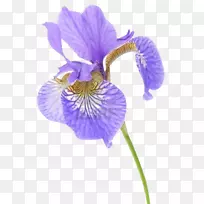 百里香花数据集，摄影，西伯利亚虹膜-花
