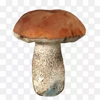 香菇