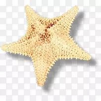 海星海胆棘皮动物剪贴画-海星
