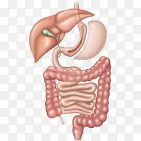 袖状胃切除术、减肥手术、胃旁路手术-手术