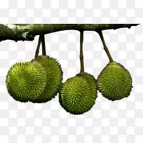 榴莲Marang cempedak nonthaburi省水果