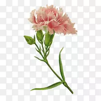 康乃馨粉红色切花-复古花