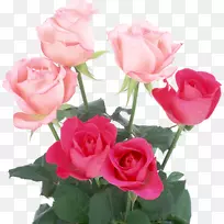浅玫瑰粉红色花朵颜色-粉红色玫瑰