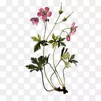 天竺葵植物插图绘制多年生植物-植物