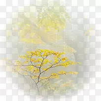 桌面壁纸电脑阳光树壁纸电脑