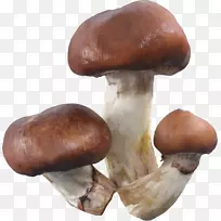 白灵菇、香菇、药用真菌、香菇