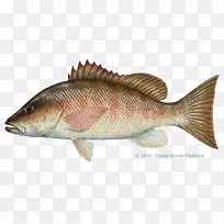 红树林鱼北红笛鲷国际猎鱼协会捕鱼
