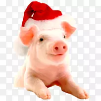 越南大腹便便的圣诞猪和猪场新年