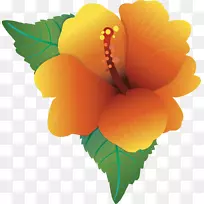 夏威夷木槿花剪贴画-木槿花
