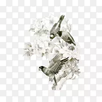 鸟鹦鹉夹艺术-鸟