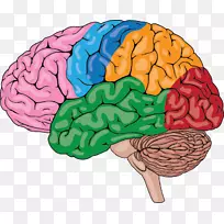 人脑智人人体骨架-脑