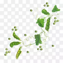 葡萄叶植物茎-葡萄