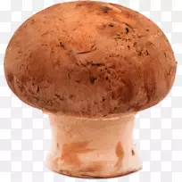 食用菌普通蘑菇木耳科摄影.蘑菇