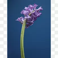 紫花植物茎风信子颜色紫罗兰