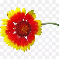 特兰士瓦雏菊免费毛毯花摄影.彩色花
