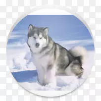 阿拉斯加马拉默特西伯利亚哈士奇格陵兰犬阿拉斯加哈士奇萨默特犬-小狗