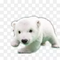 小北极熊