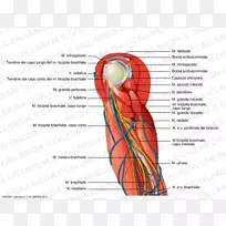 肩部、手臂、肌肉、神经系统、血管-手臂
