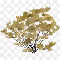 三齿兰灌木图树