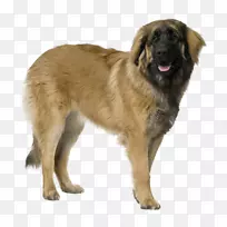 埃斯特雷拉山犬莱昂伯格肉瘤犬品种-小狗