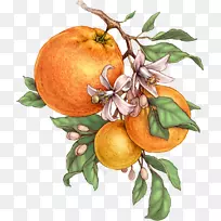苦橙橘子柚子植物插图-果汁PNG
