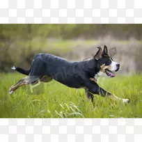 犬种大瑞士山地犬澳大利亚牛狗边境牧羊犬澳大利亚海带