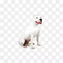 杜戈阿根廷犬饲养危地马拉狗犬斯塔福德郡犬