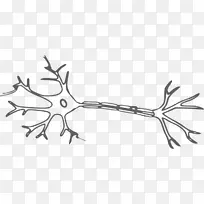 神经元神经系统脑剪贴术神经元