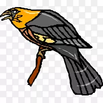 喙羽夹艺术-秃鹫