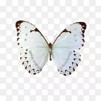 帝王蝴蝶纹身形形色色的多毛蝴蝶燕尾蝶-蝴蝶