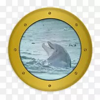 查尔斯顿海豚船道航行-海豚