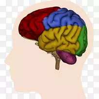 人脑大脑半球脑功能的偏侧脑顶叶-脑
