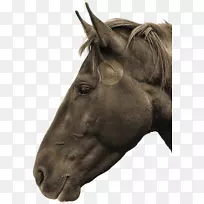 马颞下颌关节