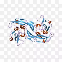 骨形态发生蛋白2 BMPR1A骨形态发生蛋白受体