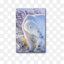 北极熊兰格尔岛巴萨比萨-北极熊