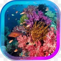 布纳肯世界海洋珊瑚礁水下潜水