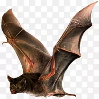 小蝙蝠普通吸血蝙蝠小棕色蝙蝠动物