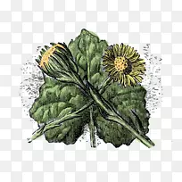 野花植物茎植物-植物学插画