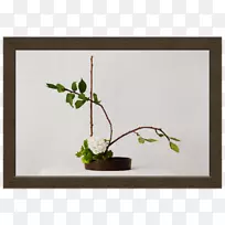小枝插花设计植物茎相框.设计
