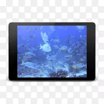 珊瑚海洋生物桌面壁纸电脑海底