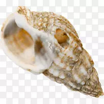 海螺海胆沙
