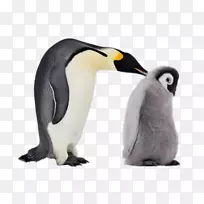 帝企鹅帝王企鹅南极企鹅