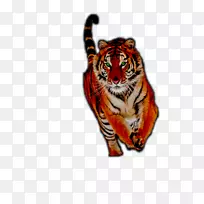 西伯利亚虎野生动物猫