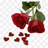爱桌面壁纸玫瑰情人节-玫瑰