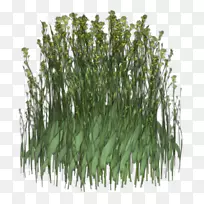 甜草植物广告动画电影植物茎