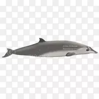 江豚海豚鲸鱼海豚